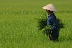 Rice crop in Vietnam